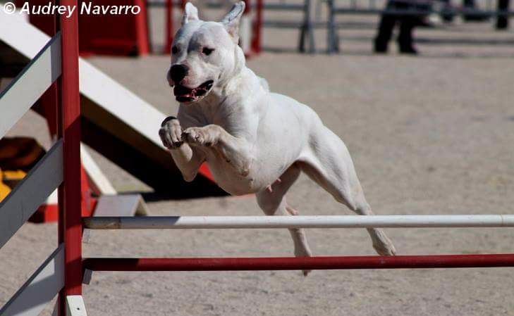 Les Dogo Argentino de l'affixe Giving a Thrill