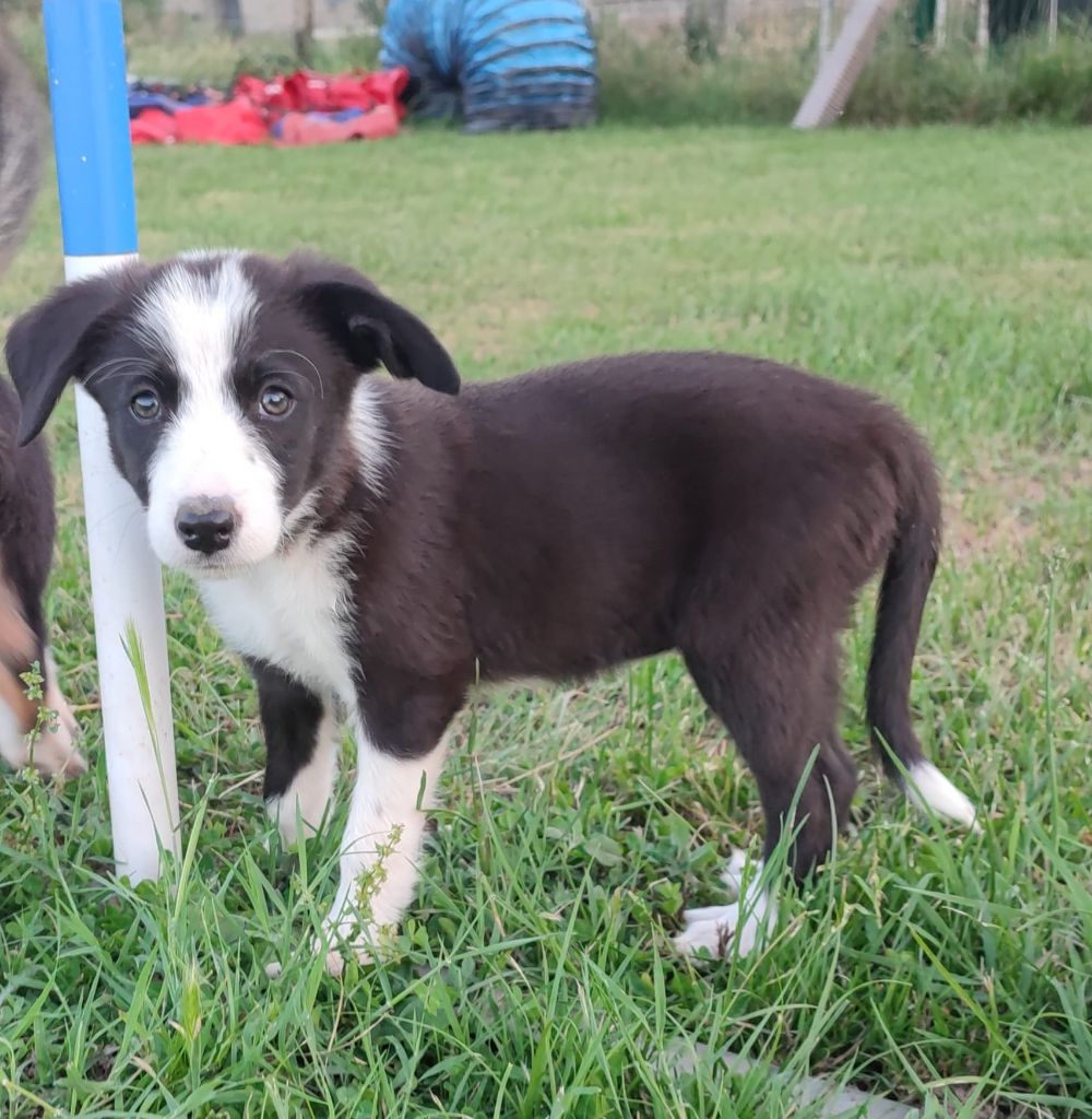 Giving a Thrill - Chiot disponible  - Border Collie