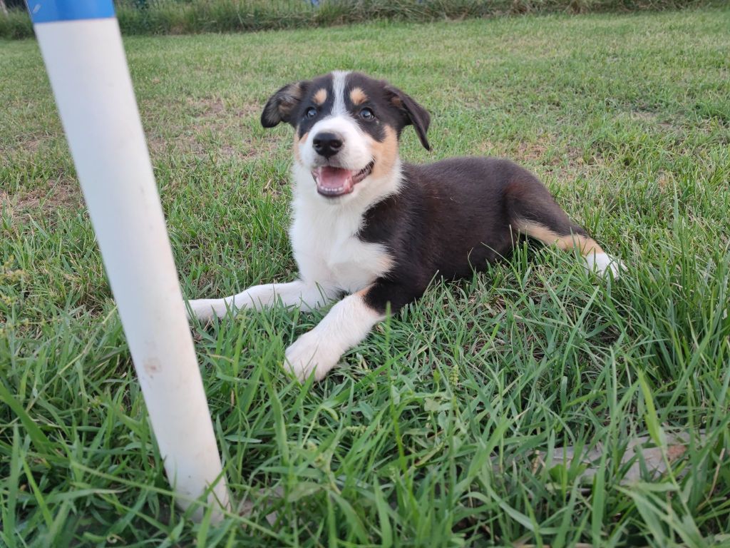 Giving a Thrill - Chiot disponible  - Border Collie
