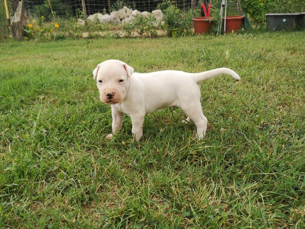 Giving a Thrill - Chiot disponible  - Dogo Argentino