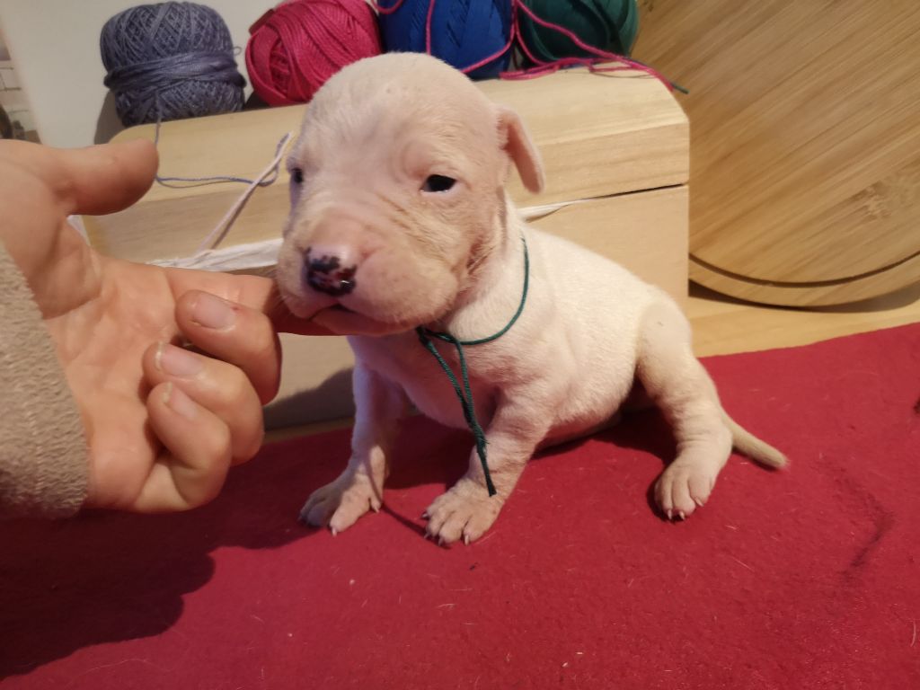 Giving a Thrill - Dogo Argentino - Portée née le 16/09/2020